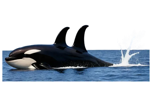 killer whale,orca,northern whale dolphin,cetacean,marine mammals,marine mammal,aquatic mammal,loro parque,whale cow,sea animals,accipitriformes,sea mammals,whales,baby whale,whale calf,whale fluke,marine animal,orka,toothed whale,aquatic animals,Illustration,Realistic Fantasy,Realistic Fantasy 33