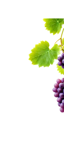 grape seed extract,grapes icon,purple grapes,grape seed oil,wine grape,grapes,grape hyancinths,grapevines,wine grapes,grape vine,fresh grapes,table grapes,vitis,grape,bright grape,vineyard grapes,wood and grapes,blue grapes,to the grape,grape vines,Photography,General,Commercial