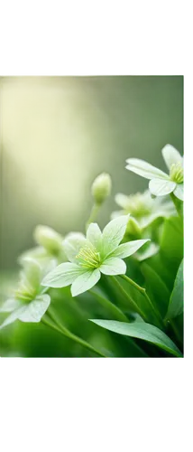 green wallpaper,spring leaf background,green leaves,aaaa,parsley leaves,green background,green plant,verdant,aromatic plant,blooming grass,moringa,nature background,grass blossom,green,green plants,lily of the valley,spring background,galium,green leaf,wheatgrass,Photography,Artistic Photography,Artistic Photography 12