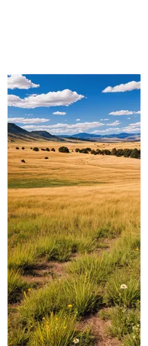 Wild savannah landscape, sunny day, blue sky with white clouds, rolling hills, scattered trees, rocky outcrops, dry grass, wildflowers, distant mountains, panoramic view, warm lighting, cinematic comp