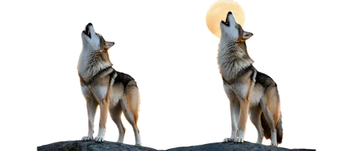 two wolves,wolves,howling wolf,wolf couple,canis lupus,totem,ibexes,czechoslovakian wolfdog,huskies,tamaskan dog,saluki,vulpes vulpes,guanaco,canis lupus tundrarum,pronghorn,table lamps,fox stacked animals,howl,fox and hare,antelope,Illustration,Paper based,Paper Based 15