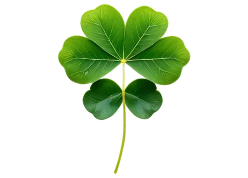 five-leaf clover,4-leaf clover,three leaf clover,four-leaf clover,four leaf clover,a four leaf clover,4 leaf clover,shamrock,clover leaves,green leaf,spring leaf background,lucky clover,lotus leaf,clovers,medium clover,st patrick's day icons,maidenhair,ginkgo leaf,leaf background,shamrocks,Conceptual Art,Sci-Fi,Sci-Fi 02