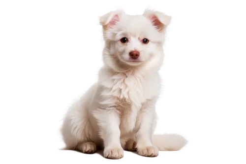 samoyedic,white dog,dog angel,westie,maltese,dog pure-breed,terrier,lumi,dog illustration,parvo,atka,pet portrait,lumen,suri,cute puppy,portrait background,mixed breed dog,huichon,jack russell terrier,canidae,Photography,Black and white photography,Black and White Photography 14