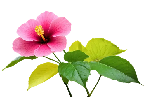 Hibiscus flower, pink petals, yellow center, delicate stem, green leaves, tropical setting, close-up shot, shallow depth of field, soft natural light, warm color tone, vibrant texture, detailed veins 