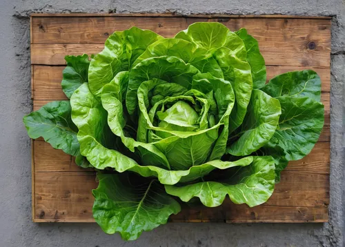 Lettuce Painting,leaf lettuce,savoy cabbage,romaine lettuce,cabbage leaves,lamb's lettuce,red leaf lettuce,chinese cabbage,romaine,pak-choi,head of lettuce,ice lettuce,lettuce leaves,chinese cabbage y