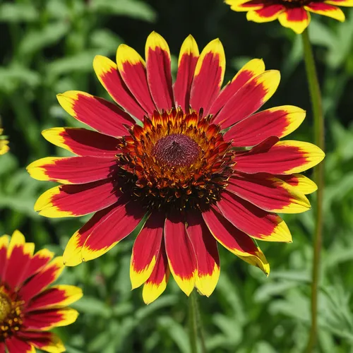 Write a cheerful poem about gaillardia in a summer garden.,gaillardia,indian blanket,gazania,helenium,blanket flowers,south african daisy,coneflower,african daisy,purple coneflower,colorful daisy,echi