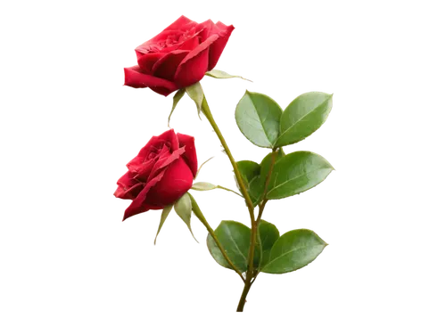 red roses, romantic atmosphere, soft focus, blurred edges, delicate petals, lush green leaves, subtle dew drops, warm golden lighting, shallow depth of field, 3/4 composition, vintage tone, dreamy amb