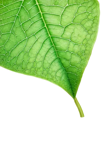 fig leaf,tropical leaf,magnolia leaf,mape leaf,mammoth leaf,walnut leaf,leaf structure,coconut leaf,custody leaf,tree leaf,leaf background,grape leaf,jungle leaf,acorn leaf,beech leaf,tropical leaf pattern,chestnut leaf,green leaf,leaf,fan leaf,Conceptual Art,Fantasy,Fantasy 28