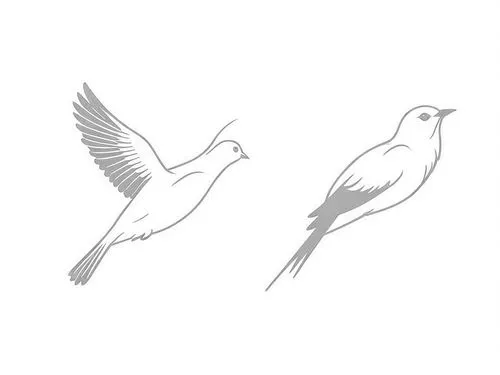 two drawings of a hummingbird and a mocking on a white background,line art birds,birds outline,bird drawing,gnatcatchers,crested terns,bird illustration,Design Sketch,Design Sketch,Rough Outline