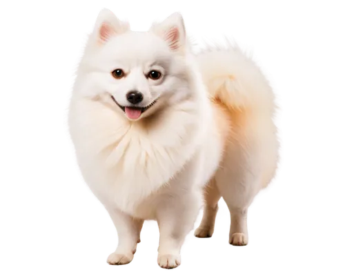 dog angel,samoyedic,inu,shoob,light fur,lumi,pomeranian,ein,samoyed,yukai,sparapet,lumen,atka,suri,white dog,kishu,dogana,pyr,thorgal,luci,Conceptual Art,Daily,Daily 26