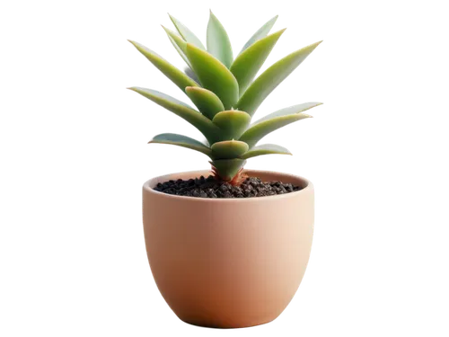 potted palm,potted plant,plant pot,pineapple plant,terracotta flower pot,succulent plant,androsace rattling pot,monocotyledon,yucca palm,sansevieria,coral aloe,garden pot,pot plant,adenium,container plant,yucca,flowerpot,giant yucca,wooden flower pot,money plant,Photography,Documentary Photography,Documentary Photography 10