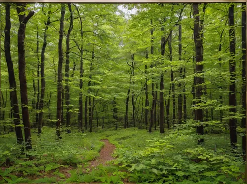 northern hardwood forest,beech forest,deciduous forest,green forest,chestnut forest,forest landscape,aaa,old-growth forest,temperate broadleaf and mixed forest,forest background,forest floor,beech trees,forests,aa,mixed forest,forest path,temperate coniferous forest,spruce forest,forest glade,holy forest,Conceptual Art,Oil color,Oil Color 15