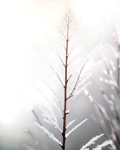 Graphic snow, winter scene, delicate flakes, soft focus, frosty morning, frozen crystals, gentle wind, misty atmosphere, 3/4 composition, shallow depth of field, pastel color tone, cinematic lighting,