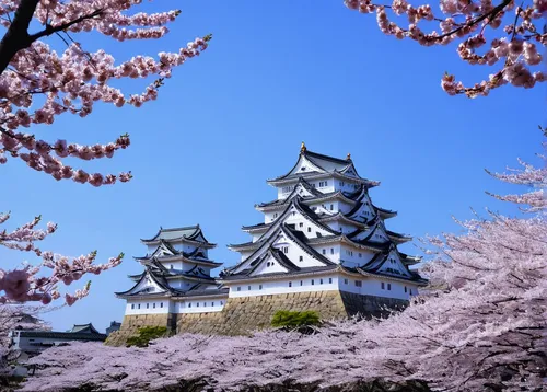 Cherry blossoms frame the Himeji Castle,osaka castle,matsumoto castle,sakura trees,japanese architecture,kanazawa castle,beautiful japan,japan's three great night views,sakura tree,japanese sakura bac