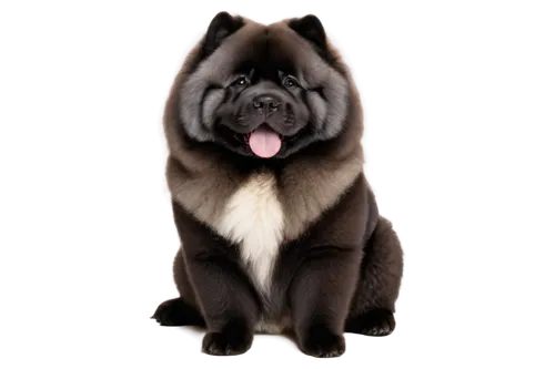 brachycephalic,french bulldog,french bulldog blue,pug,the french bulldog,puga,dog illustration,mastino,chunhyang,derivable,akita,elkhound,osita,dog drawing,edgar,barghuti,dubernard,frenchified,colotti,pet black,Illustration,American Style,American Style 02