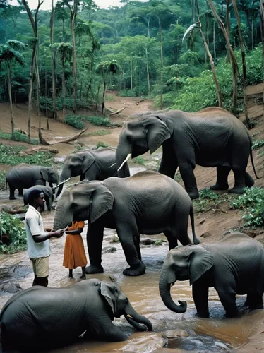 Feeding majestic wild animals in their natural habitat,watering hole,elephant herd,african elephants,elephant camp,baby elephants,elephant ride,african elephant,wild animals crossing,elephants,mahout,