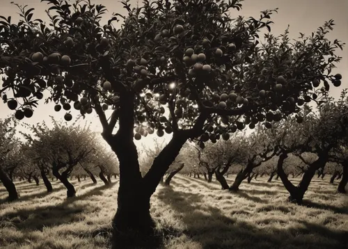 olive grove,olive tree,almond trees,argan trees,orchards,almond tree,apple trees,argan tree,fruit trees,olive oil,apple tree,orchard,olive branch,fruit fields,fruit tree,apple orchard,mirabelle tree,walnut trees,persimmon tree,orange tree,Photography,Black and white photography,Black and White Photography 11