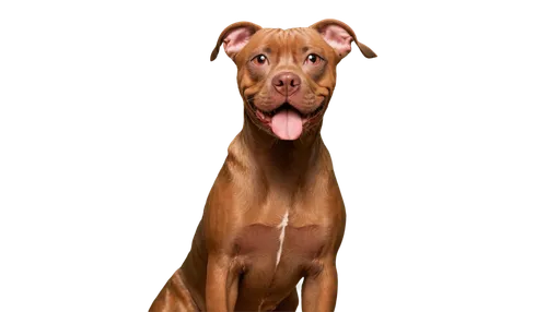 pinscher,rhodesian ridgeback,vizsla,brown dog,doberman,black mouth cur,dobie,apbt,american staffordshire terrier,doberan,marmaduke,vizla,galga,pit mix,sighthound,amstaff,dog illustration,dog drawing,mixed breed dog,catahoula,Photography,Fashion Photography,Fashion Photography 24