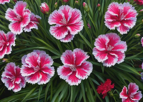 dianthus,dianthus barbatus,dianthus pavonius,dianthus caryophyllus,tulip flowers,pink tulips,tulips,turkestan tulip,red tulips,tulipa humilis,spring carnations,tulipa tarda,tulipa,two tulips,tulip festival,pink carnations,tulip background,flowers png,sea carnations,parrot tulip,Conceptual Art,Oil color,Oil Color 05