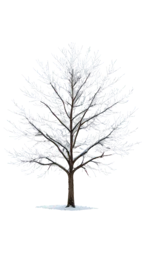 tree white,snow tree,snowy tree,winter tree,seasonal tree,small tree,cardstock tree,metasequoia,treemsnow,isolated tree,flourishing tree,kerschbaum,fir tree decorations,tree lights,smaller tree,magic tree,erlbaum,blue star magnolia,kleinbaum,tannenbaum,Art,Classical Oil Painting,Classical Oil Painting 03