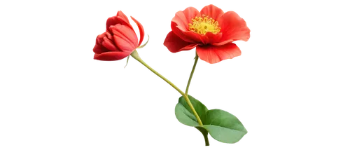 flowers png,klatschmohn,tulipa,tulip background,turkestan tulip,two tulips,lotus png,flower background,minimalist flowers,tulipa tarda,tulip flowers,carnation of india,tulip,flower illustration,firecracker flower,tulips,petal,theaceae,rose png,red tulips,Illustration,Vector,Vector 08