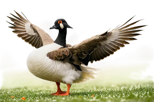 canadian goose,galliformes,tula fighting goose,greylag goose,branta,gooseander,fulica,canada goose,muscovy,australian shelduck,nile goose,goose game,aldam,brahminy duck,blackduck,st martin's day goose,easter goose,goose,lameduck,reiger,Art,Artistic Painting,Artistic Painting 27