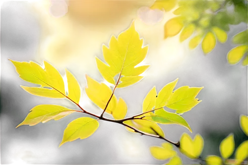 spring leaf background,birch tree background,leaf background,tree leaves,beech leaf,beech leaves,maple foliage,yellow leaf,leaf maple,yellow leaves,golden leaf,leafed through,thunberg's fan maple,european beech,leaves frame,maple leave,tree leaf,oak leaves,yellow maple leaf,leaf green,Conceptual Art,Fantasy,Fantasy 02