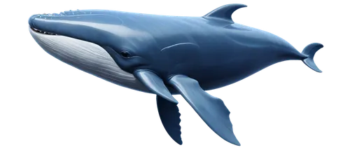 blue whale,dolphin background,whale,cetacean,northern whale dolphin,porpoise,tursiops,ballenas,cetacea,baby whale,marine mammal,dolphin,bottlenose,ballena,aquatic mammal,baleine,bottlenose dolphin,balaenoptera,whale cow,macrocephalus,Illustration,American Style,American Style 15