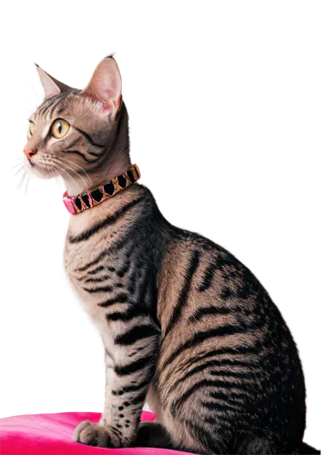 funny cat,kittikachorn,cat image,snagglepuss,mau,cat vector,derivable,tora,miao,catdgory,snaggletooth,tabby cat,purgatoire,fanged,the pink panter,lolcats,pink cat,gingiva,breed cat,european shorthair,Photography,Documentary Photography,Documentary Photography 04