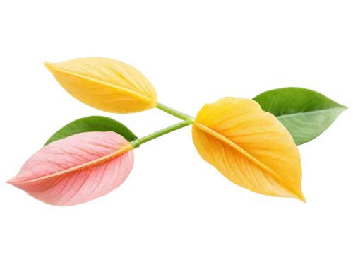 flowers png,spring leaf background,anthurium,paper flower background,flower background,lotus leaf,tulip background,tulip tree flower,lotus leaves,lotus png,rose leaves,leaf background,oxalis triangularis,rose leaf,magnolia leaf,cut flower,ginkgo leaf,petals,four-leaf,mandarin leaves,Art,Artistic Painting,Artistic Painting 38