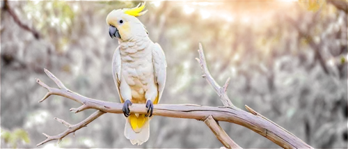 Sulphur-crested cockatoo, white plumage, vibrant yellow crest, black beak, expressive eyes, perched on a wooden branch, spread wings, morning sunlight, soft feathers, gentle gaze, 3/4 composition, sha