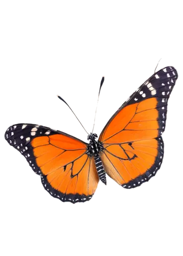 orange butterfly,butterfly vector,euphydryas,butterfly background,butterfly isolated,garrisoned,polygonia,lycaena,melitaea,garrison,vanessa atalanta,butterfly clip art,hypolycaena,monarch butterfly,lycaena phlaeas,orange,isolated butterfly,boloria,garrisons,french butterfly,Illustration,Abstract Fantasy,Abstract Fantasy 04