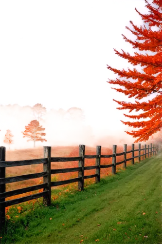 pasture fence,autumn fog,gippsland,muswellbrook,paddocks,fence posts,mulgoa,morning mist,casterton,white picket fence,foggy landscape,wooden fence,fenceline,redgum,autumn morning,uralla,vasse,glenborough,lancefield,coolamon,Photography,Black and white photography,Black and White Photography 13