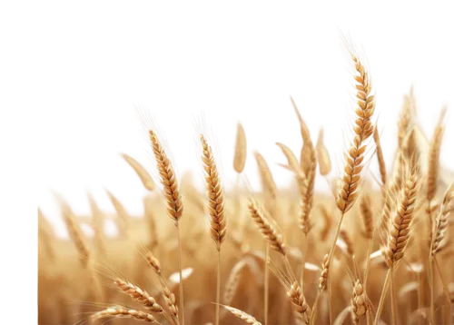 wheat ear,wheat grasses,wheat grain,strand of wheat,strands of wheat,wheat crops,spikelets,wheat ears,durum wheat,triticum,wheatstraw,elymus,triticum durum,seed wheat,triticale,foxtail barley,wheat fields,dried grass,wheat germ grass,cereal grain,Conceptual Art,Daily,Daily 03