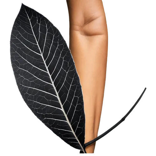 magnolia leaf,leaf background,tree leaf,beech leaf,leaf drawing,fan leaf,tropical leaf,ginkgo leaf,brown leaf,coconut leaf,acorn leaf,leaf,walnut leaf,leaf structure,palm leaf,fern leaf,dry leaf,jungle leaf,chestnut leaf,mape leaf,Conceptual Art,Fantasy,Fantasy 16