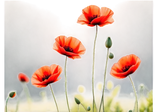 red poppies,red poppy,mohn,poppy flowers,poppies,klatschmohn,red anemones,red anemone,red poppy on railway,poppy fields,poppy flower,red tulips,poppy anemone,papaver,poppy field,flower background,corn poppies,poppy red,red flowers,field of poppies,Illustration,American Style,American Style 08