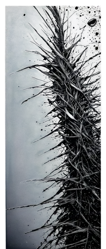 spines,thorns  spines  and prickles,agave,dead branches,agave azul,barbed wire,thorny,bulrush,crown of thorns,splintered,black pine,the roots of the mangrove trees,feather bristle grass,broken tree,wrack,dead wood,rhizome,dead tree,branches,pine branches,Photography,Artistic Photography,Artistic Photography 13