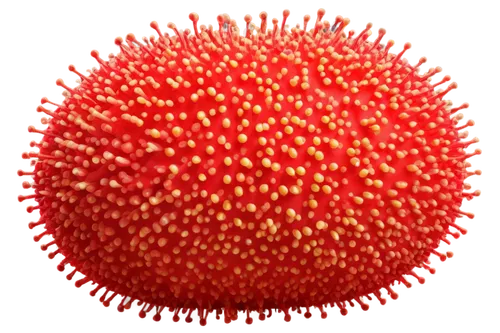 rambutan,malvaceae,polyomavirus,myrtaceae,flavivirus,spherules,mimivirus,microvesicles,pompons,vesicles,rivularis,potyvirus,reovirus,arenavirus,adipocyte,echinococcus,lychees,coronavirus,poliovirus,calicivirus,Illustration,Paper based,Paper Based 06