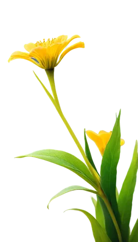 flowers png,yellow daylily,hemerocallis,day lily plants,day lily flower,calenduleae,day lily,calendula,gazania,yellow calendula flower,flower background,daylily,calendula officinalis,yellow ball plant,hemerocallis fulva,tasmanian flax-lily,yellow canada lily,strelitzia,yellow nutsedge,yellow daylilies,Illustration,Japanese style,Japanese Style 13