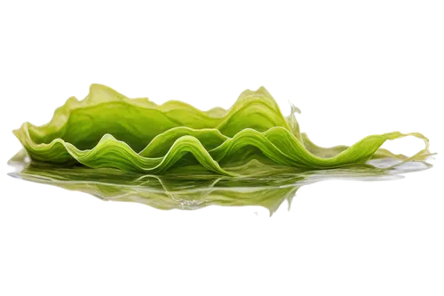 sea lettuce,cabbage leaves,water spinach,sea salad,seaweed,iceburg lettuce,leaf lettuce,water lily leaf,algae,water lily plate,ice lettuce,grape leaf,iceberg lettuce,endive,leaf vegetable,savoy cabbage,alga,cleanup,kelp,shrub celery,Art,Classical Oil Painting,Classical Oil Painting 12