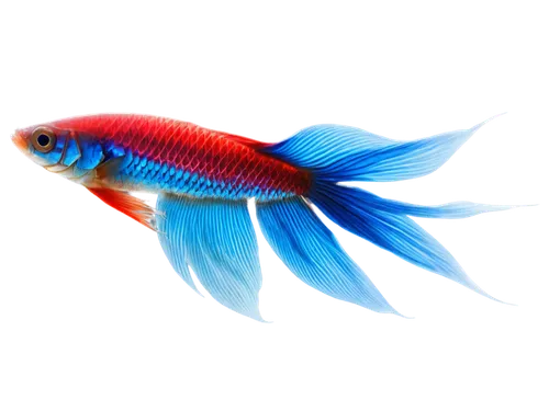 betta splendens,siamese fighting fish,ornamental fish,betta fish,fighting fish,betta,playfish,killifish,blue fish,glofish,rainbowfish,swordtail,snapfish,fishbase,cychropsis,danio,blue stripe fish,fundulus,fish in water,freshwater fish,Conceptual Art,Sci-Fi,Sci-Fi 22