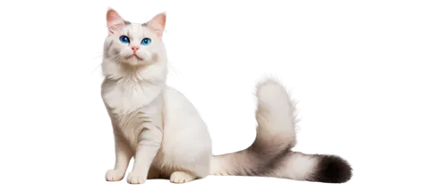 white cat,colotti,piebald,jayfeather,miqati,cat vector,transparent background,derivable,cuecat,calico cat,felidae,cat on a blue background,snowbell,breed cat,mellat,ermine,riverclan,british longhair cat,suara,nederpelt,Art,Artistic Painting,Artistic Painting 31