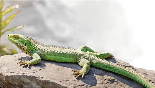 Green lizard, scaly skin, long tail, spiky back, bright eyes, sitting on rock, solo, warm sunlight, shallow depth of field, 3/4 composition, realistic texture, detailed scales, ambient light, cinemati