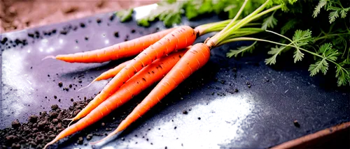 Fresh orange carrots, still life, green leafy tops, moist soil particles, shallow focus, natural light, 3/4 composition, vibrant color tone, soft focus background, detailed texture, realistic renderin