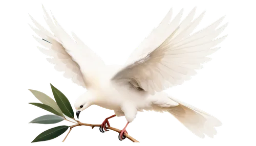 dove of peace,doves of peace,white dove,peace dove,holy spirit,fairy tern,white bird,kagu,bird png,white pigeon,doves,pentecost,white eagle,pentecostalist,peacocke,dove,gwe,white pigeons,tropicbirds,flower and bird illustration,Illustration,Vector,Vector 13