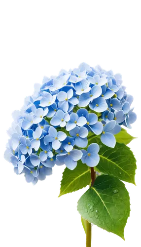 hydrangea background,hydrangeaceae,hydrangea flower,flowers png,blue hydrangea,hydrangea,hydrangea flowers,blue flower,hydrangeas,blue chrysanthemum,blue flowers,flower background,hydrangea serrata,cleanup,forget-me-not,blue petals,plumbago,forget-me-nots,defense,myosotis,Illustration,Retro,Retro 15