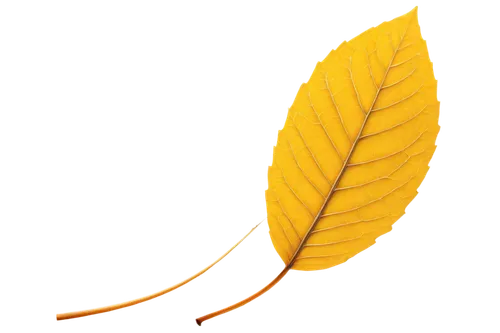 leaf background,yellow leaf,magnolia leaf,golden leaf,lemon background,tropical leaf,palm leaf,coconut leaf,acorn leaf,mammoth leaf,trumpet leaf,tree leaf,leaf,suspended leaf,spring leaf background,leaf branch,fern leaf,lemon wallpaper,chestnut leaf,ginkgo leaf,Conceptual Art,Daily,Daily 14