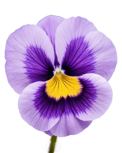 flowers png,purple flower,violas,wavelength,crown chakra flower,anemone purple floral,flower purple,viola,violet flowers,purple morning glory flower,pansies,violacea,white with purple,violet colour,flower wallpaper,heartsease,violette,purple crocus,flower background,purple daisy,Conceptual Art,Sci-Fi,Sci-Fi 13