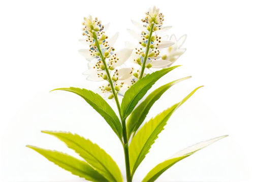 weed, close-up shot, green leaves, thick stem, white flowers, tiny seeds, macro photography, natural lighting, shallow depth of field, soft focus, warm color tone, botanical illustration style.,persic