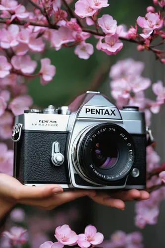 Imagine a nostalgic story about a photographer rediscovering their passion with a Pentax ME Super.,japanese floral background,minolta,japanese sakura background,flower background,floral background,mir